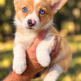 Pumpkin - Red merle and white female American Corgi puppy in Spring Bluff, Georgia from Fender’s Corgi’s