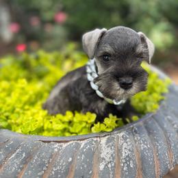 River - Black and silver male Miniature Schnauzer puppy in Taylorsville, North Carolina from Feather & Tail Acres