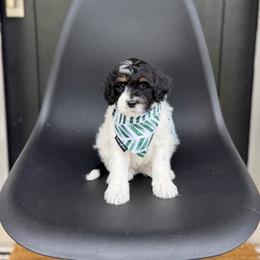 Monkey - Tri-color male Bernedoodle puppy in Salt Lake County, Utah from Coco Avenue Pups