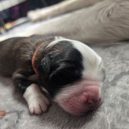 Orange - Brown and white female Saint Bernard puppy in Lebanon, Oregon from Tonya Tate's Saint Bernards
