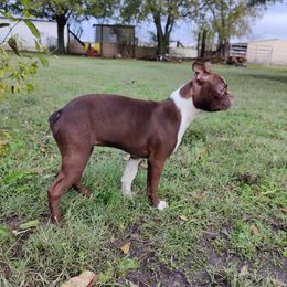 Beulah - Boston Terrier
