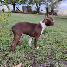 Beulah - Boston Terrier