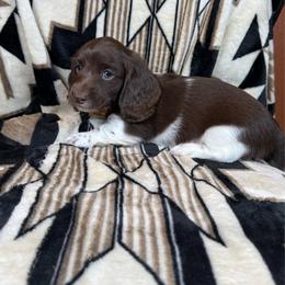 Archie - Piebald male Dachshund puppy in Aurora, Missouri from Baker Farms