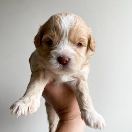 Freedom - male Cavapoochon puppy in Morris, Pennsylvania from Heartland Puppies