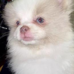 Pomeranians and Pomskies from AMAYSING Pups