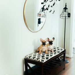 French Bulldog Puppies from Von Bales French Bulldogs