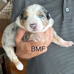 BMF - Blue merle female Miniature Australian Shepherd puppy in Tallapoosa, Georgia from Williams Shepherds