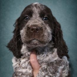Mango - Liver white and roan male English Springer Spaniel puppy in Florida from Thunderbird Springers