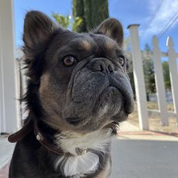 French Bulldog Puppies from Los Angeles, France