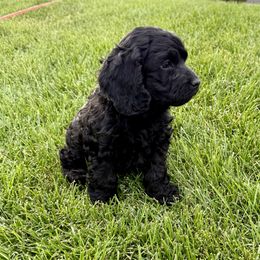 Grizz - Black male Cockapoo puppy in Spanish Fork, Utah from Britts.Darling.Doodles