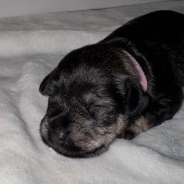 Mia - Black and silver female Miniature Schnauzer puppy in Akeley, Minnesota from Great Northern Schnauzers