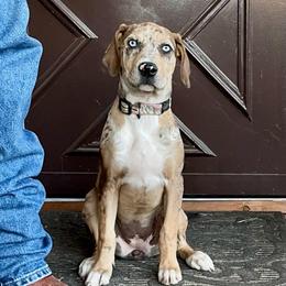 Tikka - Catahoula Leopard Dog