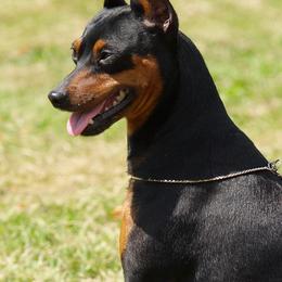Miniature Pinscher Puppies from Whitehouse Kennel,  Judith White