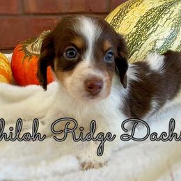 Dachshund Puppies from Shiloh Ridge Dachshunds