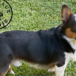 American Corgis and Pembroke Welsh Corgis from Caddeaux Corgis