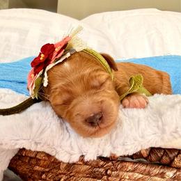 Britney - Apricot female Goldendoodle puppy in Spanish Fork, Utah from Maplesierradoodles