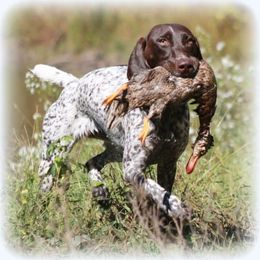 Britta - German Shorthaired Pointer