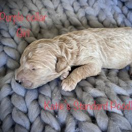 Poodle Puppies from Katie’s Standard Poodles