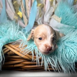 Tinsley - Cream female Dachshund puppy in New Albany, Mississippi from Double A. Doxies