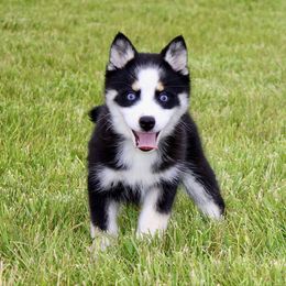 Violet 1200 SALE - Gray and white female Pomsky puppy in Apple Creek, Ohio from Kathryn Troyer