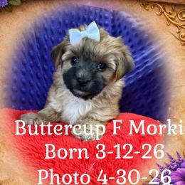 Boston Terriers, Maltese, Morkies, and Yorkshire Terriers from Malteseuluv’s Tiny Treasurers