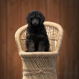 Poodle Puppies from Cityscape Moyen Poodles
