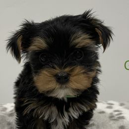 Green - Yorkshire Terrier puppy in Elk Ridge, Utah from Janita's Yorkshire Terriers