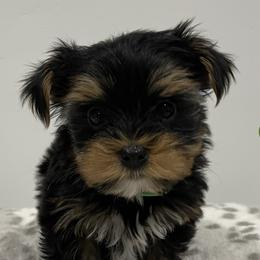 Green - Yorkshire Terrier puppy in Elk Ridge, Utah from Janita's Yorkshire Terriers