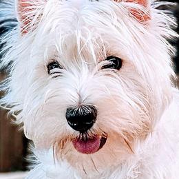 West Highland White Terriers from Queen City Terriers