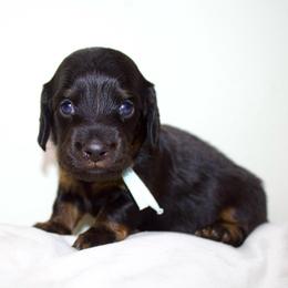 Boy 2 - Black and tan male Dachshund puppy in Mapleton, Utah from Utah County Dachshunds