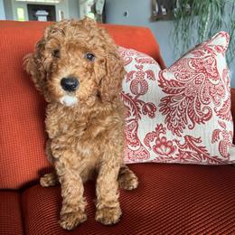 Dolly (Parton) - Red  female Goldendoodle puppy in Eagleville, Tennessee from Nash Doodles