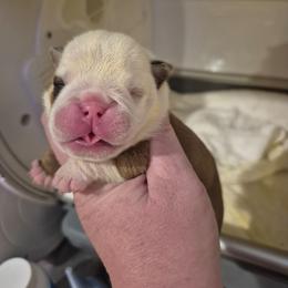Red female - Red female Bulldog puppy in Walhalla, South Carolina from Lowery's English Bulldogs