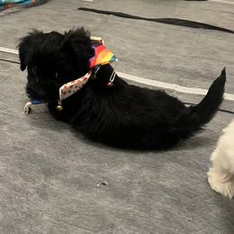 BabyGirl - Black and white female Havanese puppy in Monahans, Texas from Homeward Havanese, LLC