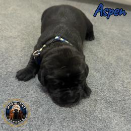 Aspen - Black female Labrador Retriever puppy in Elloree, South Carolina from Moonlight Kennels LLC