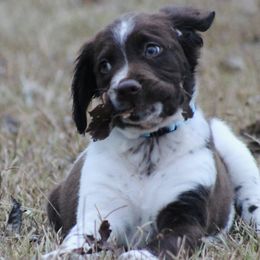 Boy 3 - Liver and white male Brittany puppy in Georgia from Edenbright Brittanys