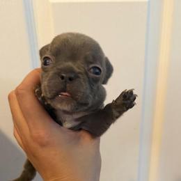 Lilac girl 1 - Blue female French Bulldog puppy in Pennsylvania from R & C French Bulldogs