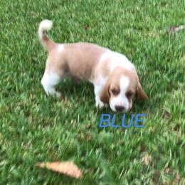 Blue - Lemon and white male Basset Hound puppy in Valley, Alabama from Beverly's Bassets