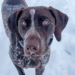 German Shorthaired Pointers from Erica Jackson