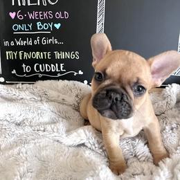 French Bulldog Puppies from White Hippo Frenchies