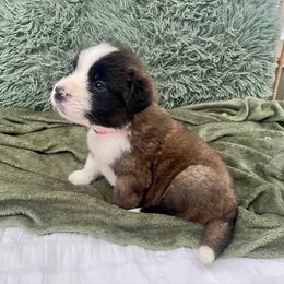 Girl 4 - Mahogany and white Saint Bernard puppy in Albany, Georgia from Magnolia Saint Bernards
