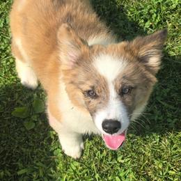 Berkley - Brindle merle and white male American Corgi puppy in Walker, Iowa from Double K Corgis
