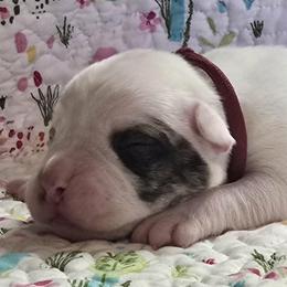Taffy - White and brindle female American Bulldog puppy in Three Rivers, Michigan from Jemms Kennels