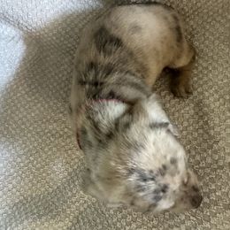 Dachshund Puppies from King Funny Farm