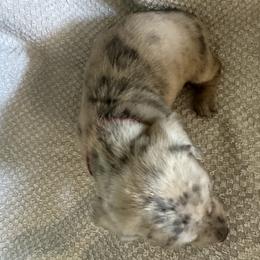 Dachshund Puppies from King Funny Farm