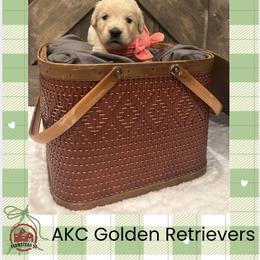 Ms. Pink - Golden female Golden Retriever puppy in Blue Springs, Missouri from Farmstead 51