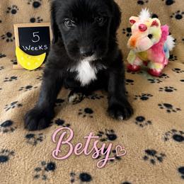 Betsy - Black and white female Sheepadoodle puppy in Glen Rose, Texas from Clevenger’s Sheepadoodle Fur Baby Farm