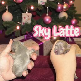 Sky Latte - Blue female French Bulldog puppy in New Castle, Delaware from Sasha’s Elite Kennel LLC