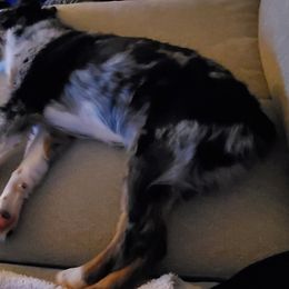 Miniature Australian Shepherd Puppies from Potomac River Aussies
