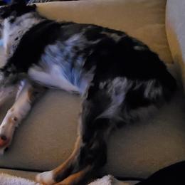 Miniature Australian Shepherd Puppies from Potomac River Aussies