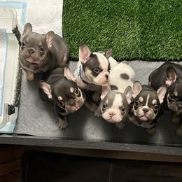French Bulldog Puppies from Jenny Lorton